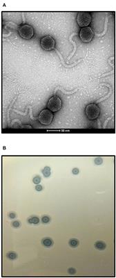 Characterization of Bacteriophage vB-EcoS-95, Isolated From Urban Sewage and Revealing Extremely Rapid Lytic Development